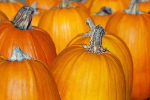 Pumpkins lined up. Stock Photos