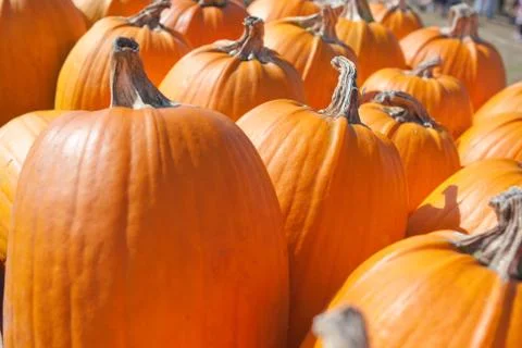 Pumpkins lined up. Stock Photos
