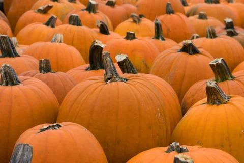 Pumpkins lined up Stock Photos