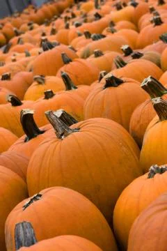 Pumpkins lined up Stock Photos