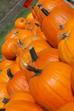 Pumpkins lined up Stock Photos