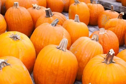 Pumpkins lined up. Foto stock