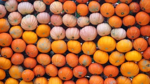 Pumpkins lined up side by side 2 Stock Footage 118229347