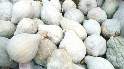 Pumpkins lined up side by side 3 Stock Footage 118229390