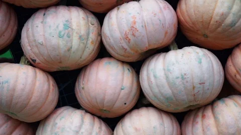 Pumpkins lined up side by side 4 Stock Footage 118229438