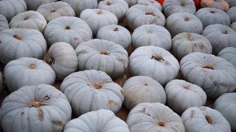 Pumpkins lined up side by side Stock Footage 118229497