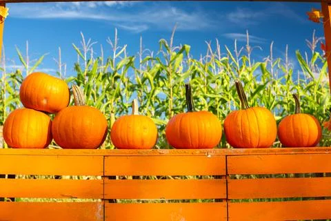 Pumpkins lining fence at corn field during autumn Stock Photos