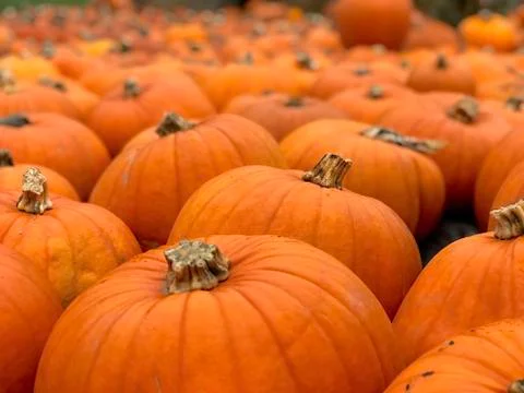 Pumpkins, lots of pumpkins Stock Photos