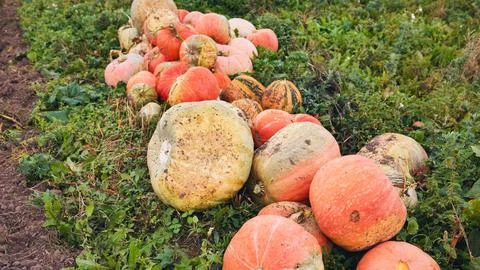 Pumpkins lying on the grass in the field after harvest Stock Photos