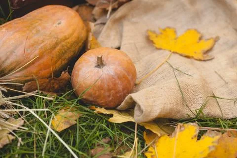 Pumpkins lying on the grass Stock-Fotos