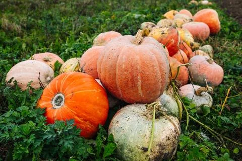 Pumpkins lying on the grass in a pumpkin patch Stock Photos