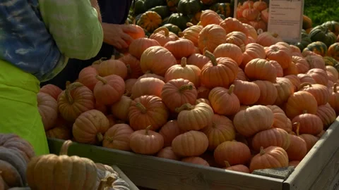 Pumpkins on Market Display with Hands Selecting One Stock Footage 325528020
