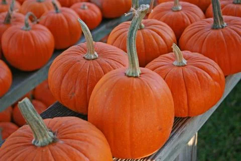 Pumpkins at the market Stock Photos