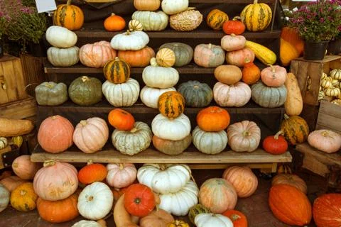 Pumpkins in a market Stock Photos