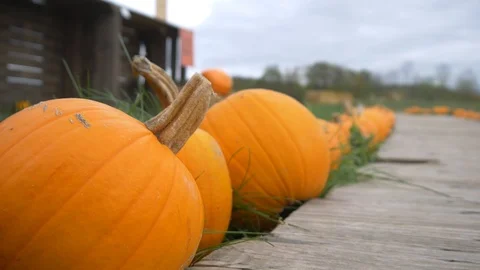 Pumpkins Next To Wooden Path Stock Footage 97869987