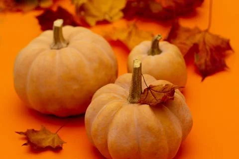 Pumpkins on orange table. Autumn background Фото