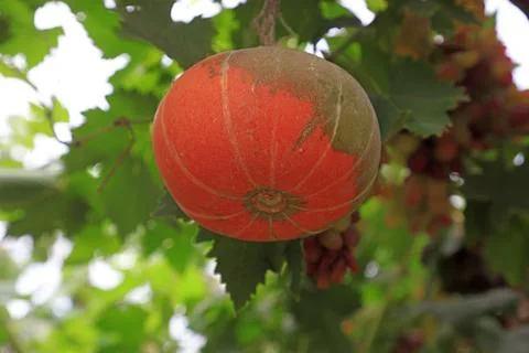 Pumpkins in the orchard 스톡 사진