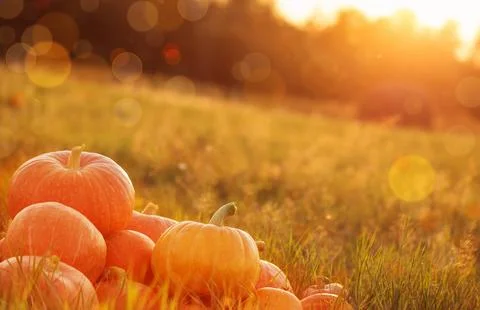 Pumpkins outdoor Stock Photos