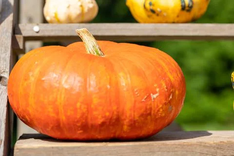 Pumpkins outside in a public park short before Halloween at a sunny day in fall. Stock Photos