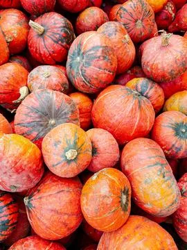Pumpkins overlap with their stems pointing in different directions. Oval fo.. Stock Photos