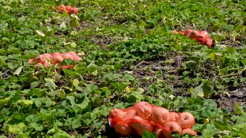 Pumpkins packed in a net, in a farmer's field. Harvest of vegetables ready to be Stock Footage 262986819