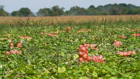 Pumpkins packed in a net, in a farmer's field. Harvest of vegetables ready to be Stock Footage 262987134