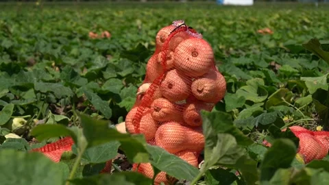 Pumpkins packed in a net, in a farmer's field. Harvest of vegetables ready to be Stock Footage 262987671