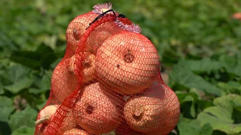 Pumpkins packed in a net, in a farmer's field. Harvest of vegetables ready to be Stock Footage 262987861