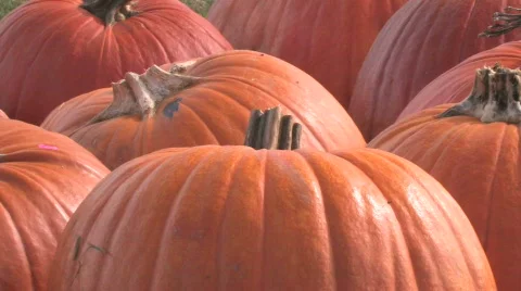 Pumpkins Pan Stock Footage 280662