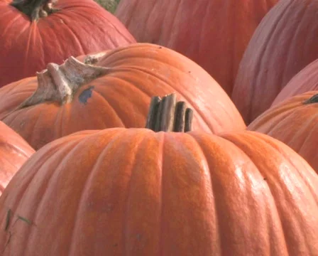 Pumpkins Pan Video stock 284772