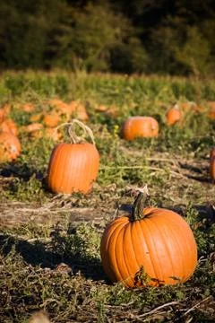 Pumpkins patch Stock Photos