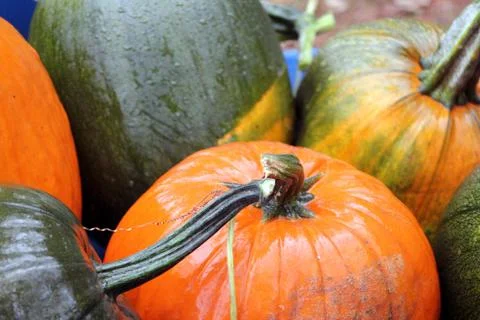 Pumpkins Stock Photos