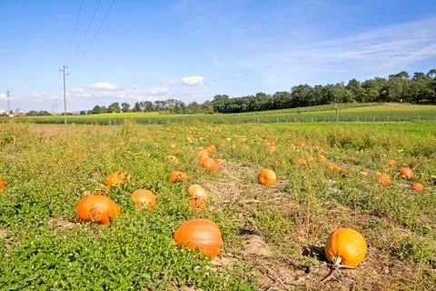 Pumpkins Stock Photos