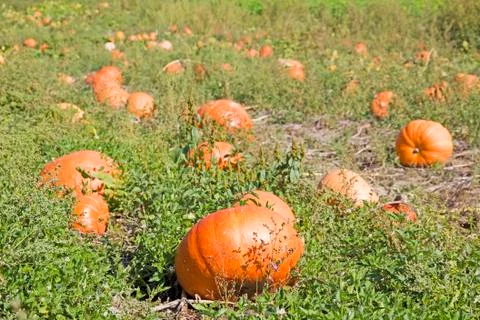 Pumpkins Stock Photos