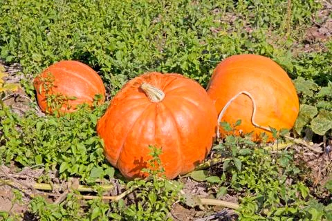 Pumpkins Stock Photos