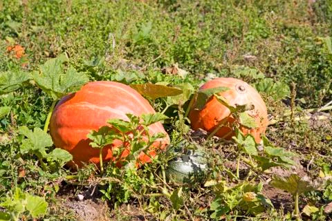 Pumpkins Stock Photos