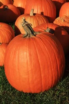 Pumpkins Stock Photos