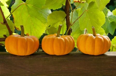 Pumpkins Stock Photos