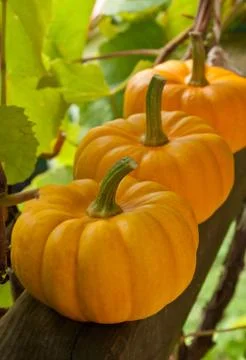 Pumpkins Stock Photos