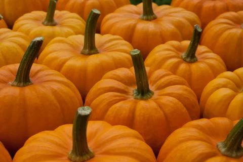 Pumpkins Stock Photos