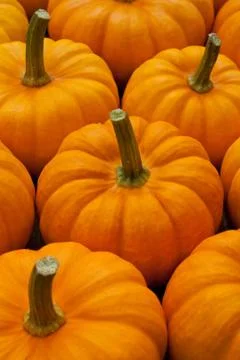 Pumpkins Stock Photos