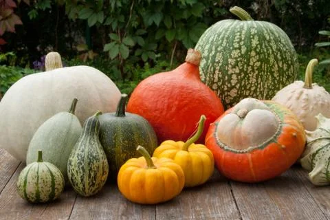 Pumpkins Stock Photos