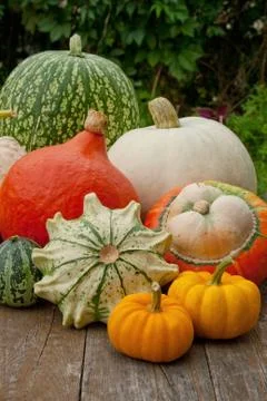 Pumpkins Stock Photos