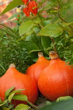 Pumpkins Stock Photos