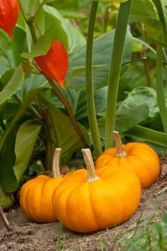 Pumpkins Stock Photos