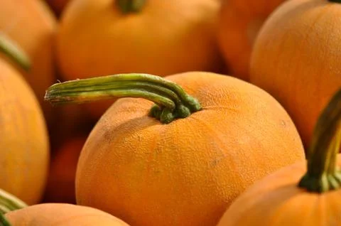 Pumpkins Stock Photos