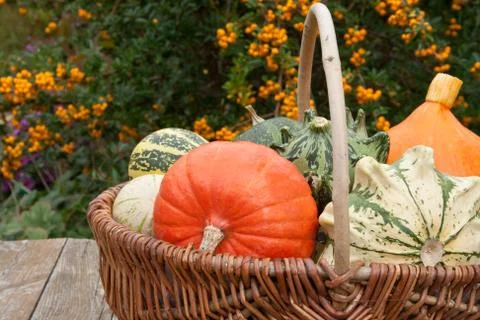 Pumpkins Stock Photos