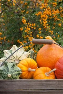 Pumpkins Stock Photos