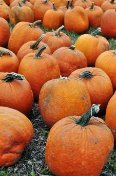 Pumpkins Stock Photos
