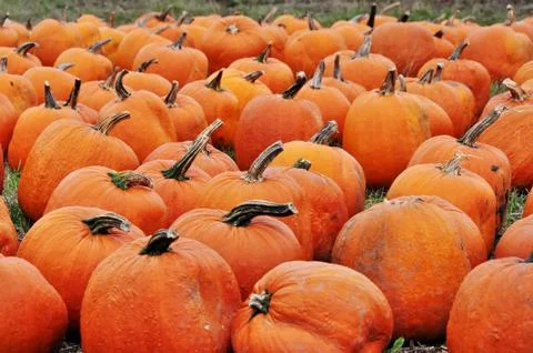 Pumpkins Stock Photos